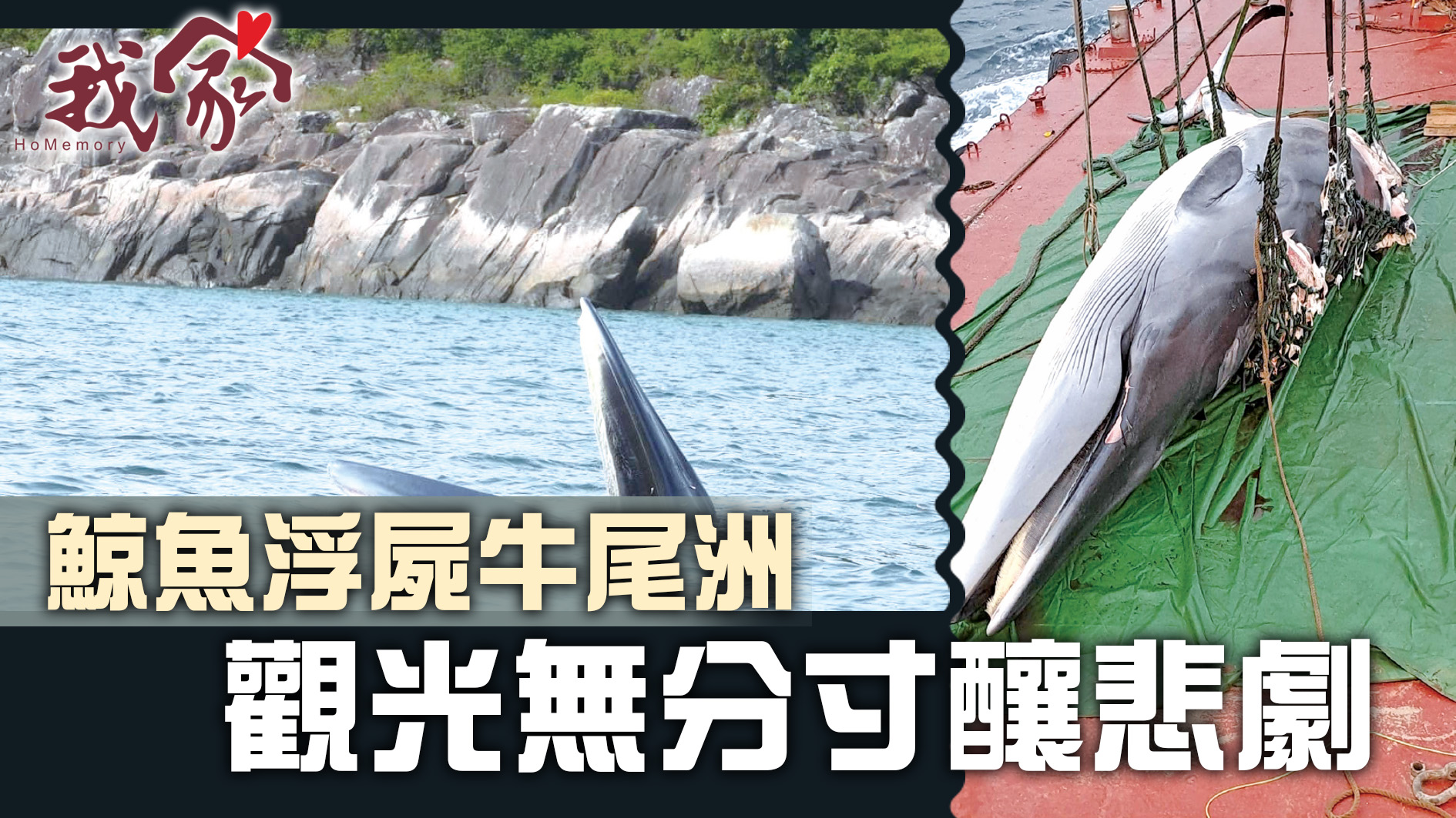 (西貢)鯨魚浮屍牛尾洲 觀光無分寸釀悲劇